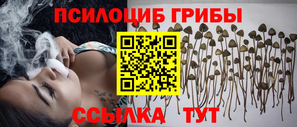 Псилоцибиновые грибы GOLDEN TEACHER Курчалой